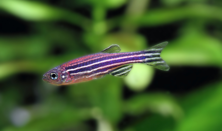 zebra-fish