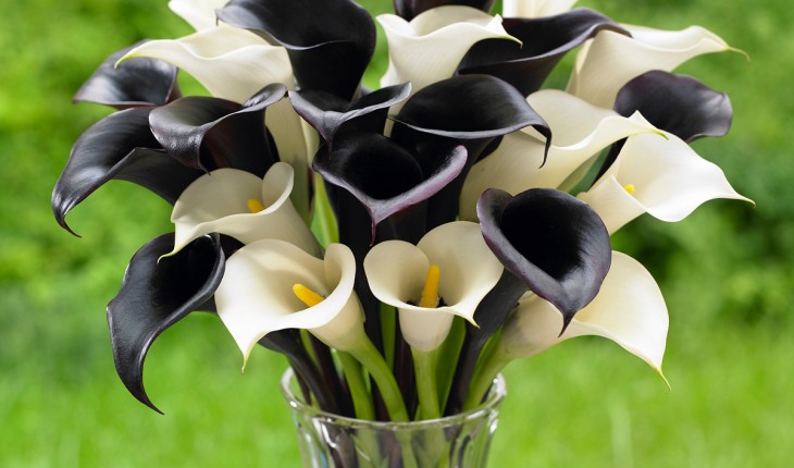 ‘Night Cap’ and ‘Crystal Clear,’ Calla Lilies