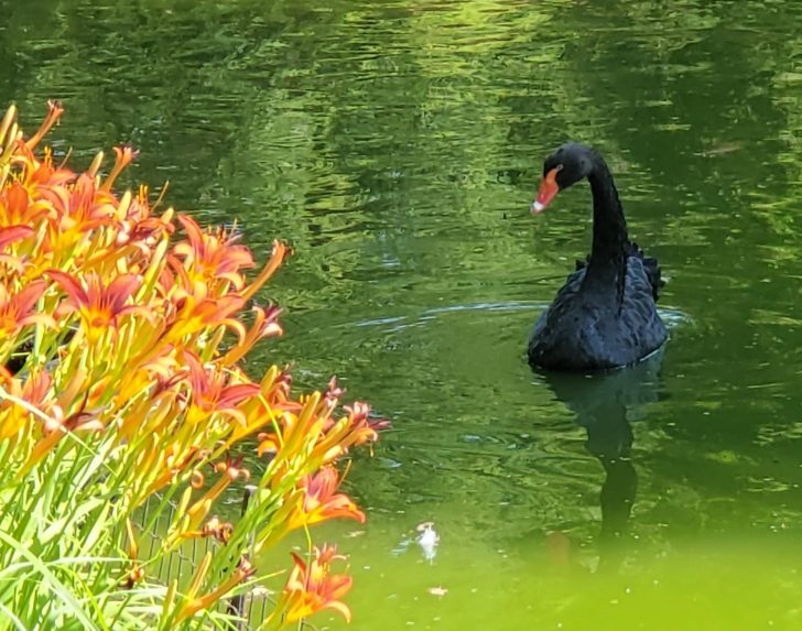 black swan