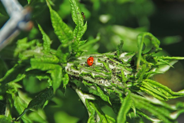 ladybug eating aphids