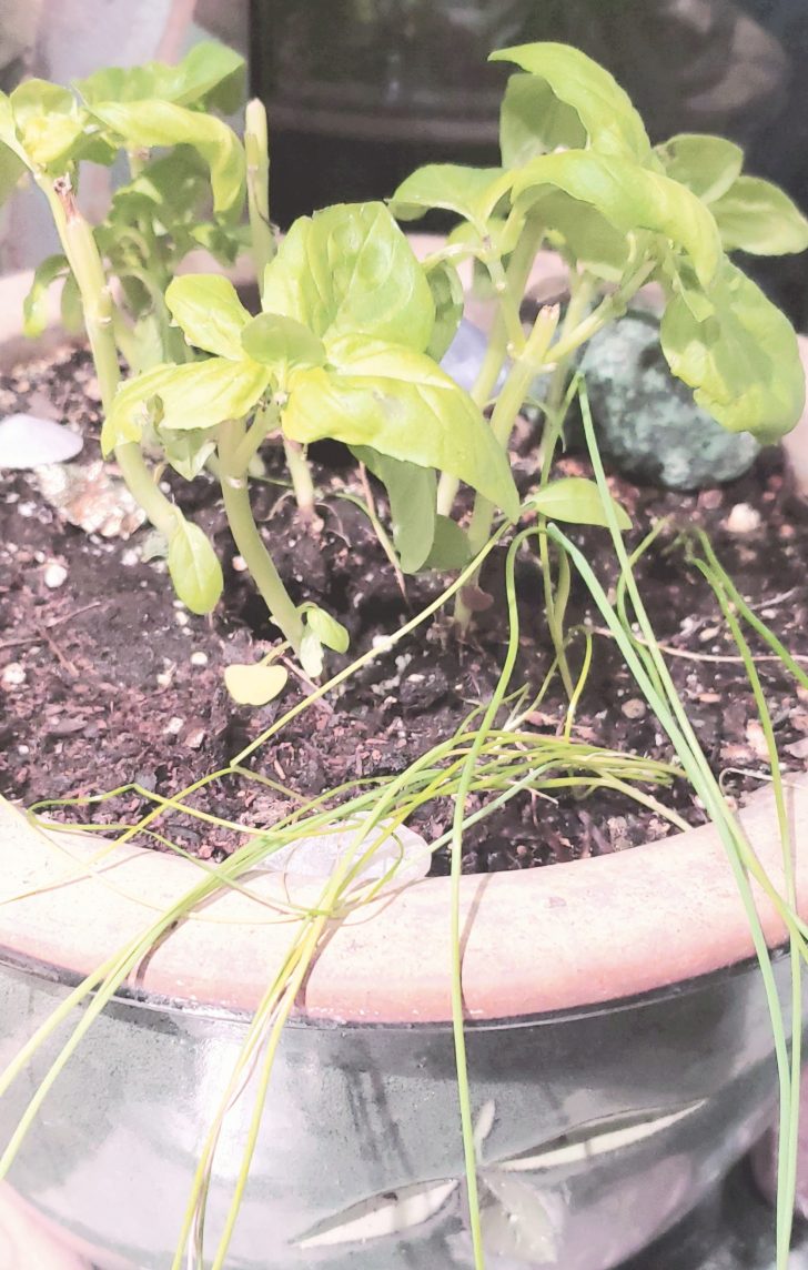indoor garden