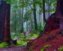 Woods
