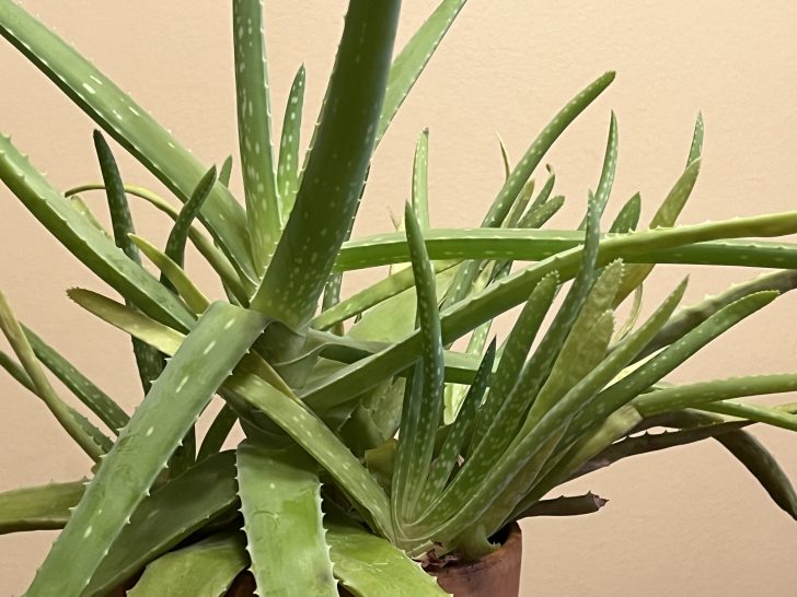 aloe vera