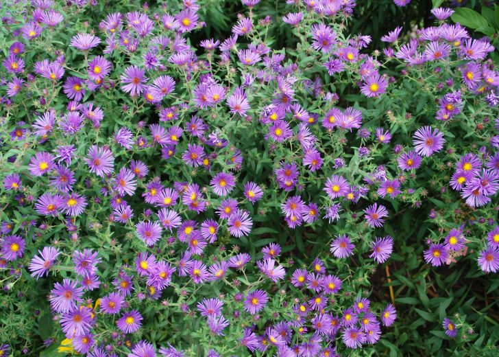 asters