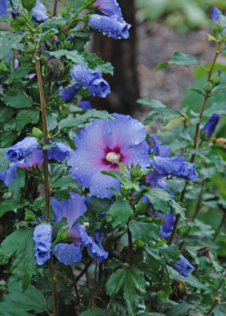 Blue Sating Rose of Sharon