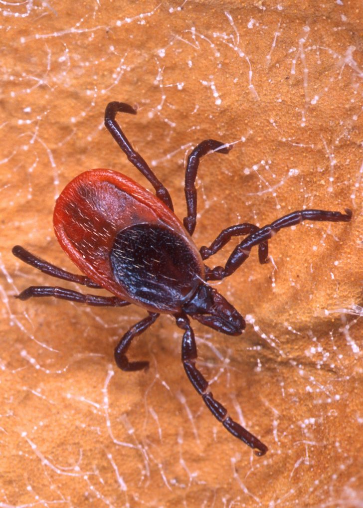 black-legged tick