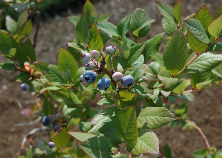 blueberries