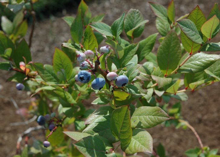 blueberries