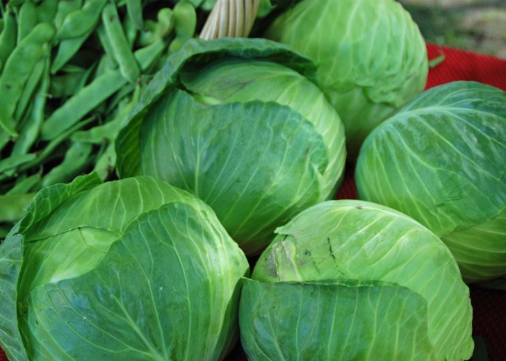 cabbage