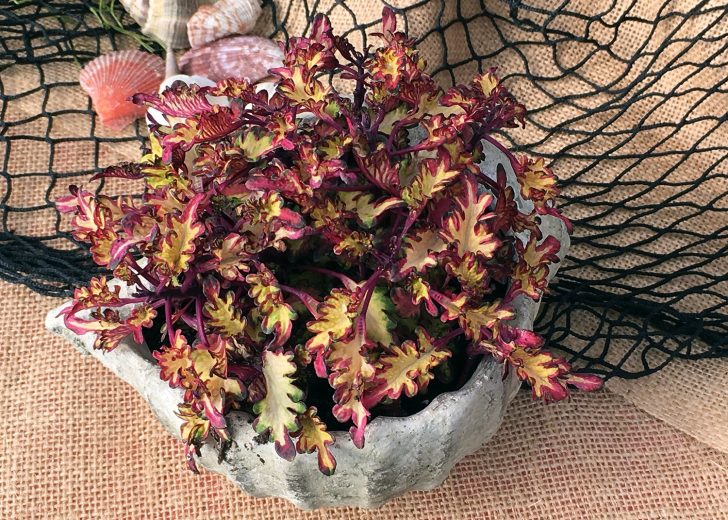 Coleus