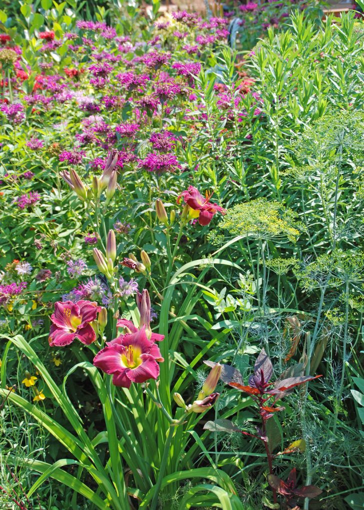 summer flower garden