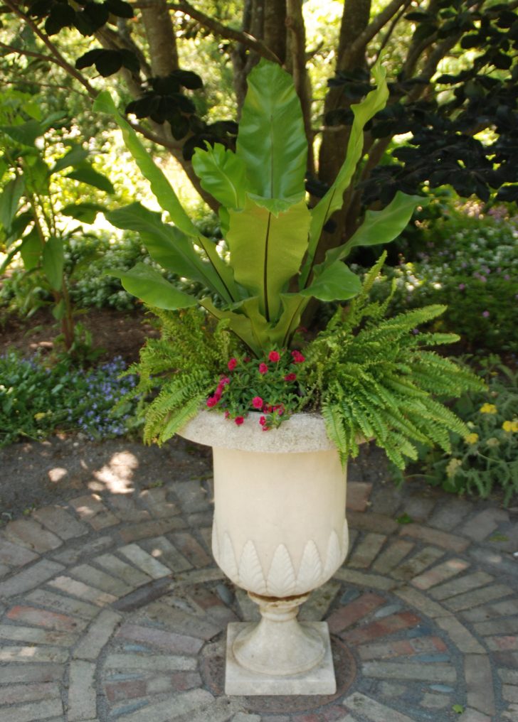 container with plant