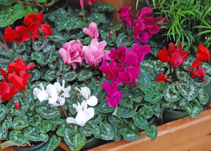 Cyclamen