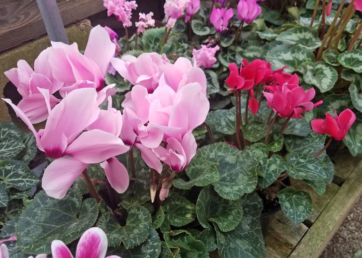Cyclamen