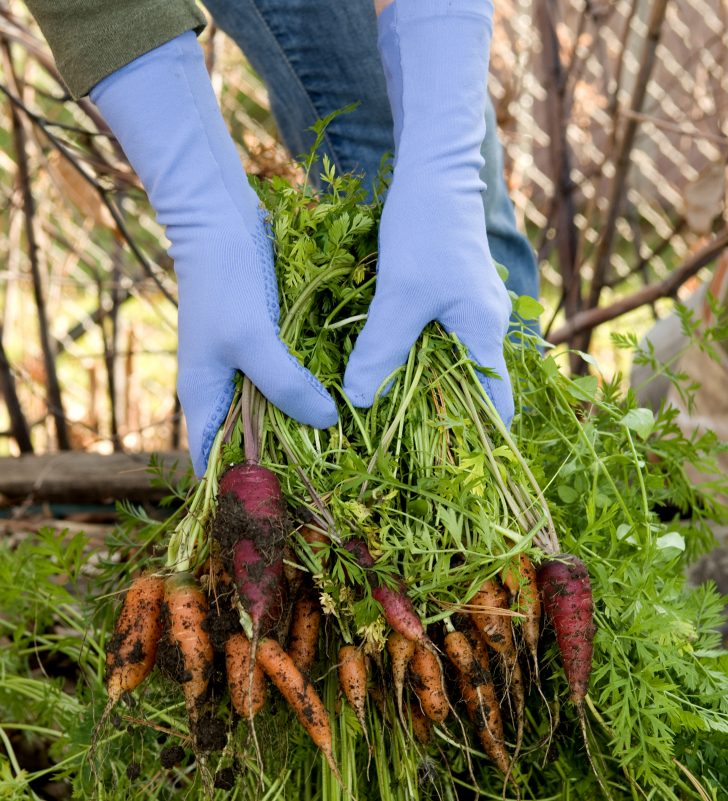 gloved hands pulling carrots