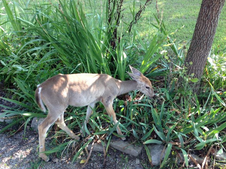 deer in a garden