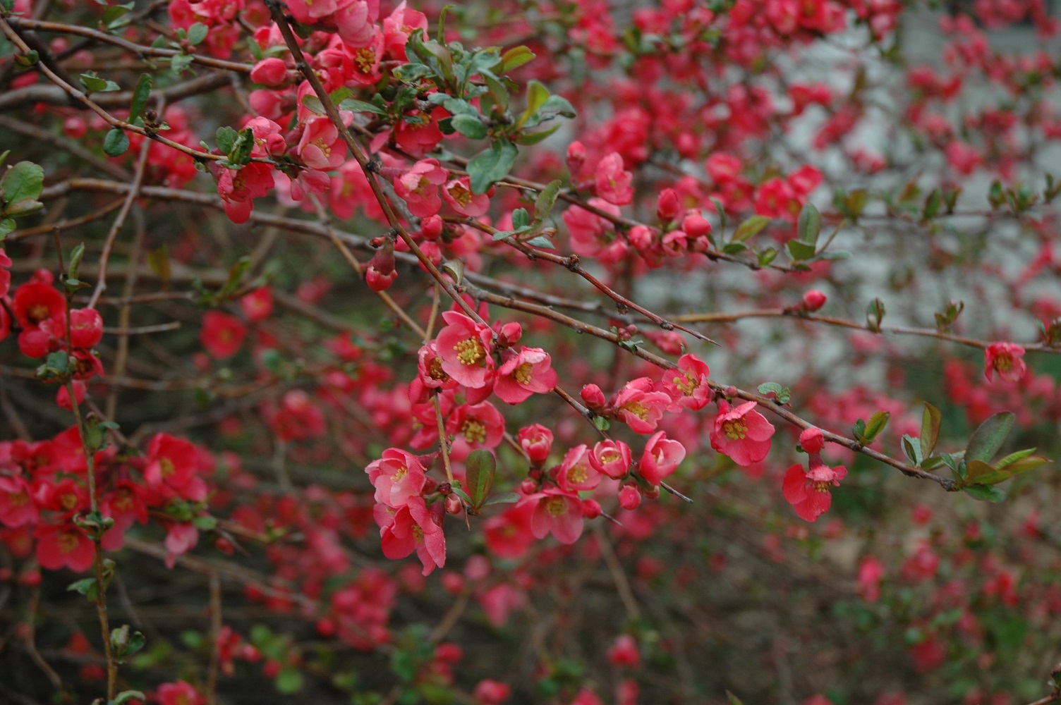 flowering quince