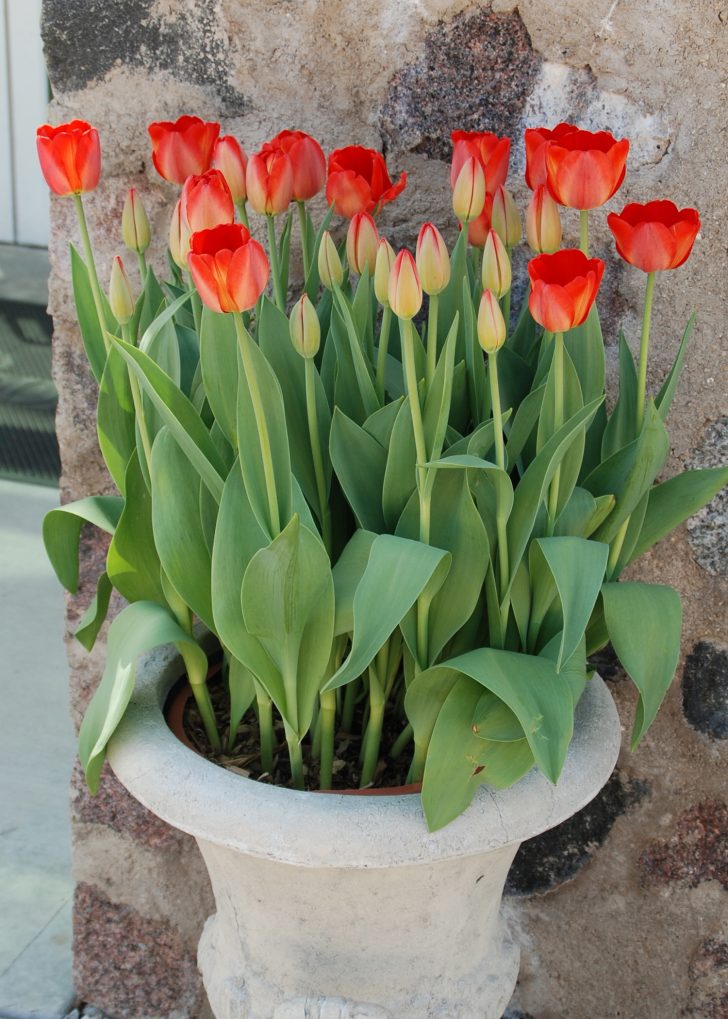 tulips