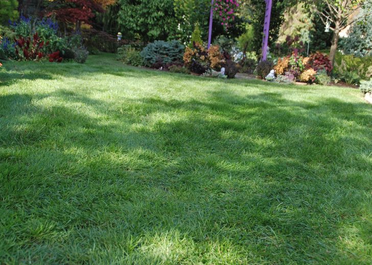 healthy lawn