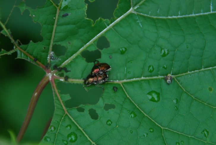 Japanese beetle