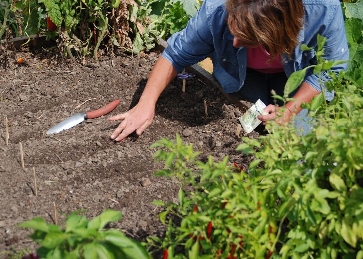 planting vegetables