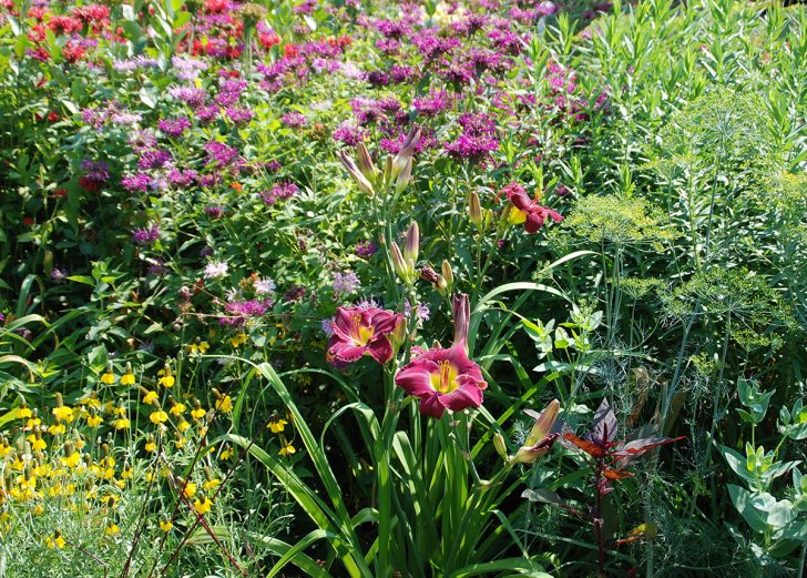 mid-summer garden