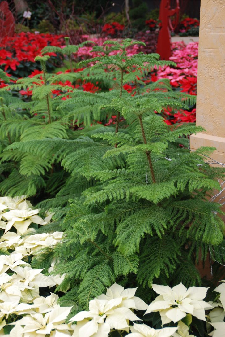 Norfolk island pine