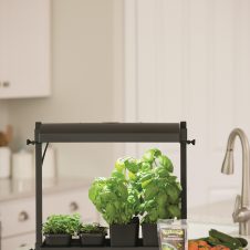 organic herb and microgreens