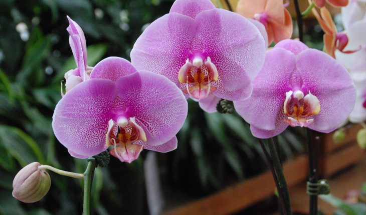 moth orchids