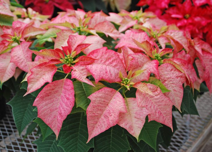 poinsettia