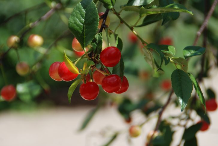 tart cherry