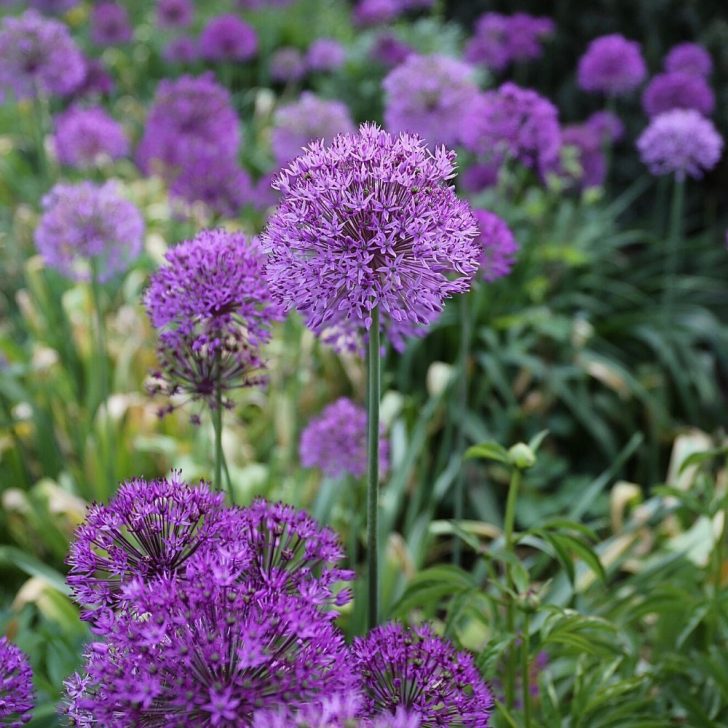 Allium