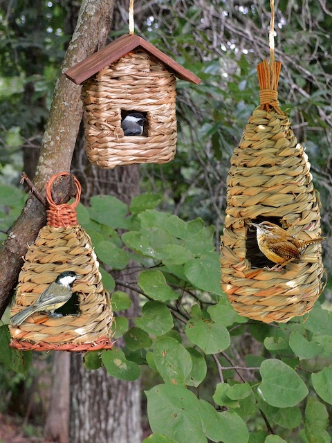 roosting feeders 2