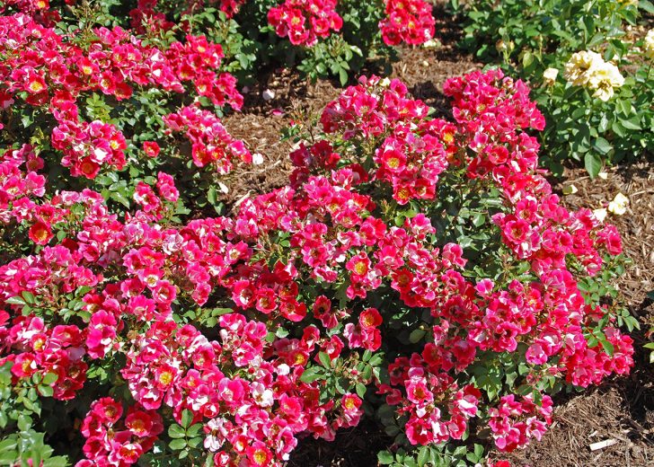 Roses Carefree Spirit