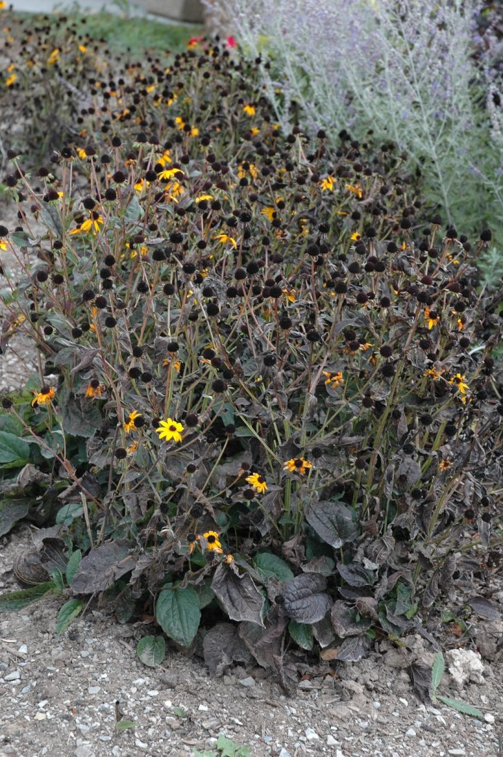 Rudbeckia