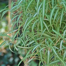 spider-plant_photocredit_melindamyersllc