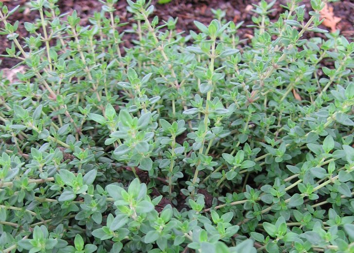 Thyme