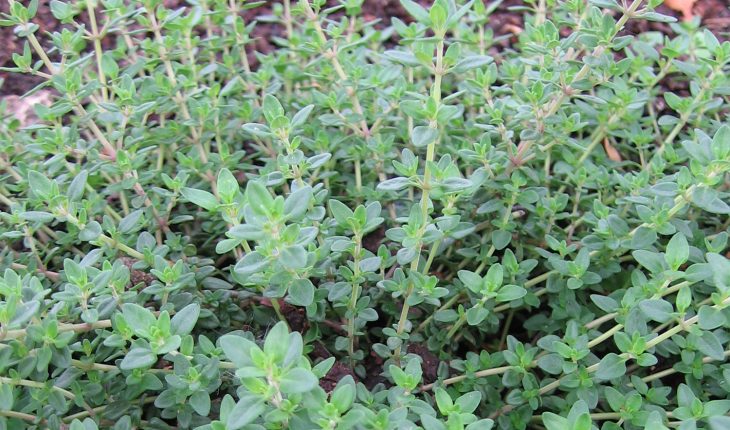Thyme