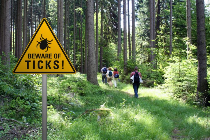 ticks