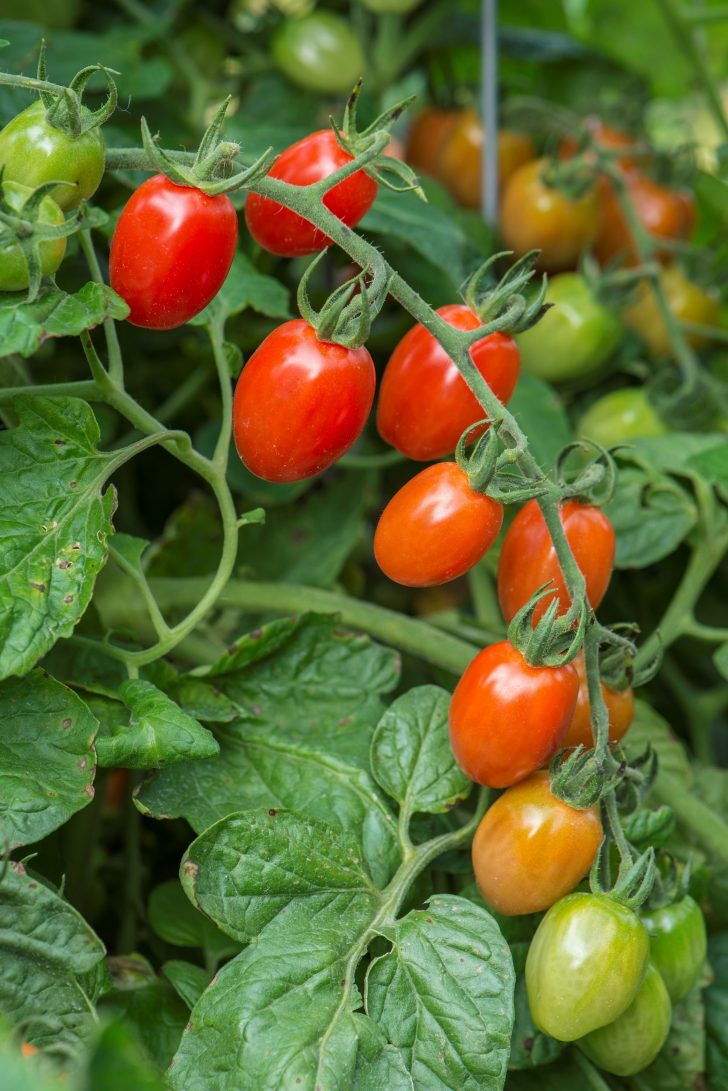 small tomatoes in garden