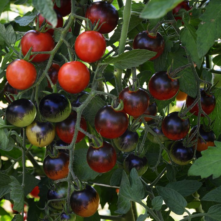 cherry tomatoes