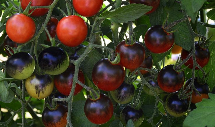 cherry tomatoes