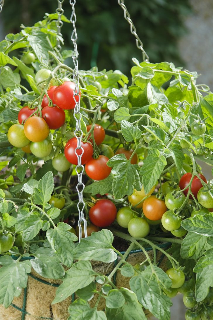 tomatoes