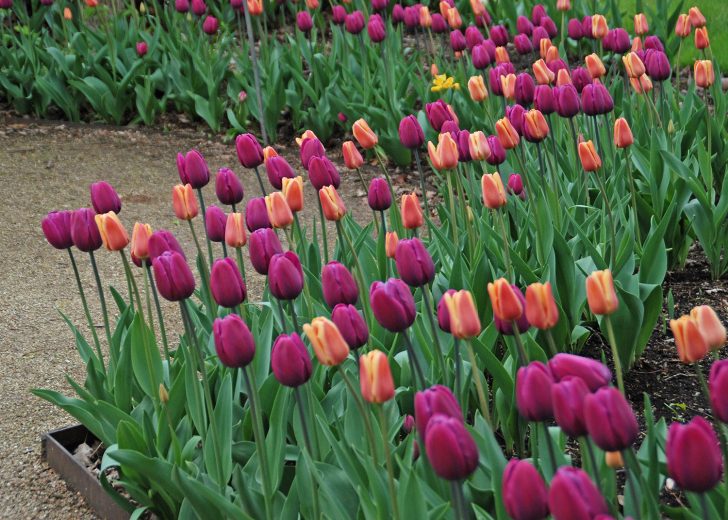 tulips