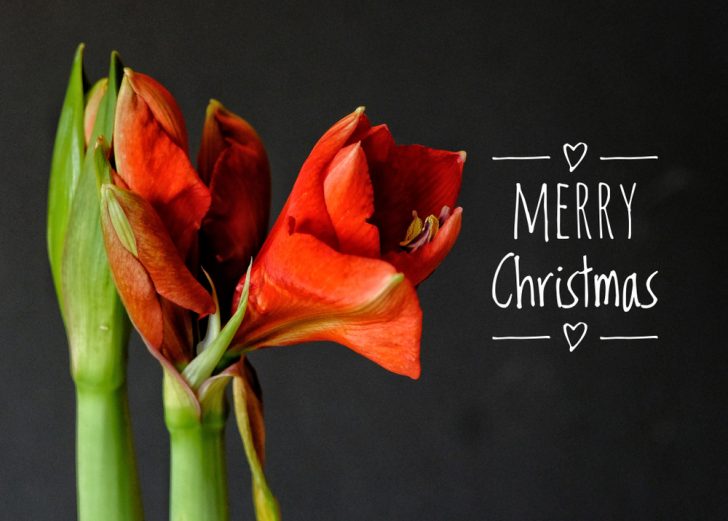 Merry Christmas amaryllis