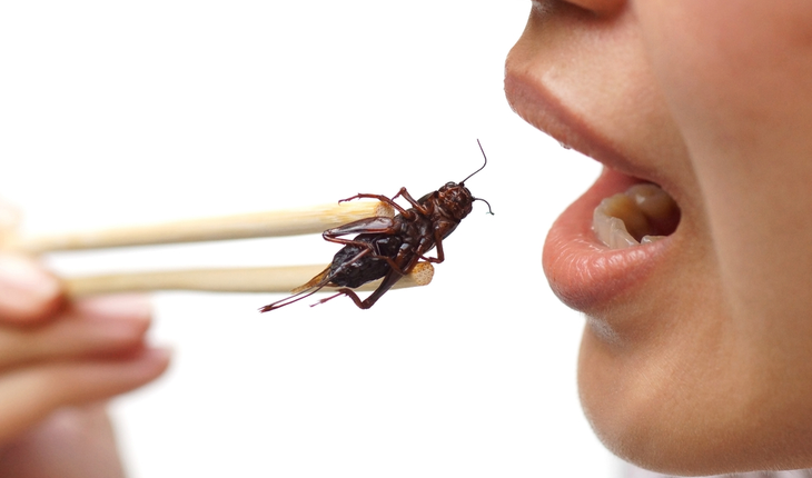 Eating Crickets Can Be Good for Your Gut