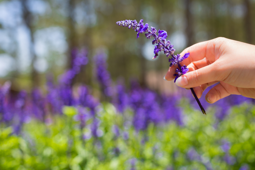 The Smell of Lavender Is Relaxing, Science Confirms thirdAGE