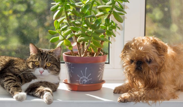 pets and plant