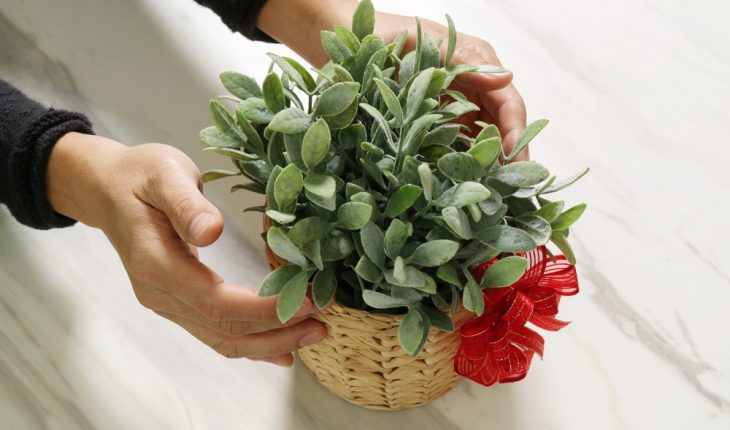 plant as gift