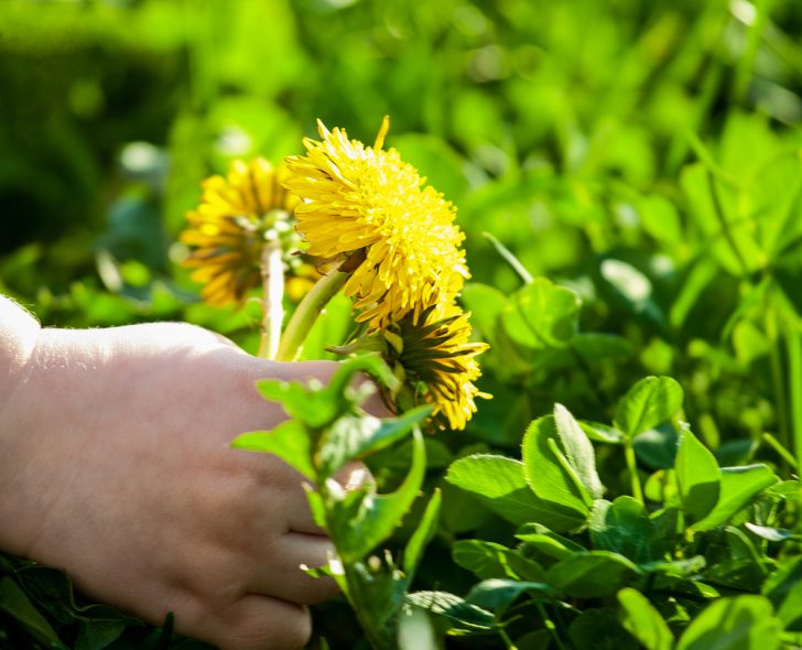 child picking dandelions